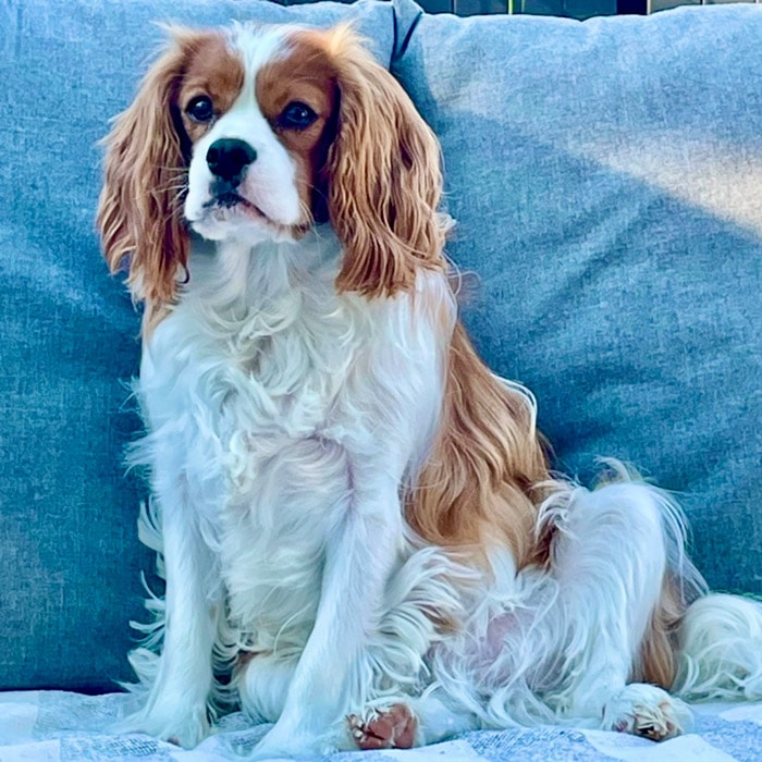 Johnny, Chief Happiness Officer at Lakeview Chiropractic